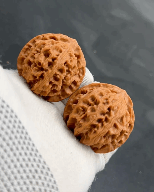 The apple orchard hemp walnut